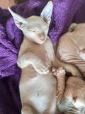 Obrzek k inzertu Don sphynx