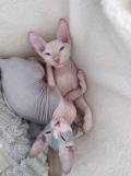 Obrzek k inzertu Don sphynx