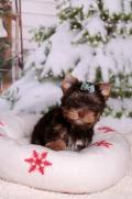 Obrzek k inzertu Yorkshire terrier s PP (rodokmeny)