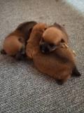 Obrzek k inzertu Norfolk Terrier