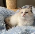 Obrzek k inzertu Ragdoll, kotka s rodokmenem