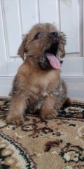 Obrzek k inzertu Norfolk Terrier