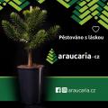 Obrzek k inzertu Blahoet ilsk - Araucaria araucana