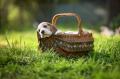 Obrzek k inzertu Beagle - tata s PP