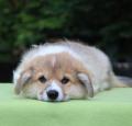 Obrzek k inzertu Predm teniatka welsh corgi pembroke s PP