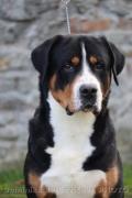 Obrázek k inzerátu Veľký švajčiarsky salašnícky pes