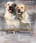 Obrzek k inzertu Labradorsk retriever - smetanov ttka s PP