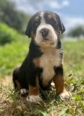 Obrázek k inzerátu Veľký švajčiarsky salašnícky pes