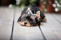Obrzek k inzertu Yorkshire terrier s PP (rodokmeny)