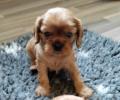 Obrzek k inzertu ttka kavalr king charles spaniel s PP