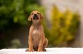 Obrzek k inzertu Rhodesian Ridgeback - tata s PP - odbr ihned