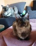 Obrzek k inzertu Maine Coon (Majska mval)