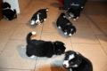 Obrzek k inzertu tata welsh corgi pembroke s PP