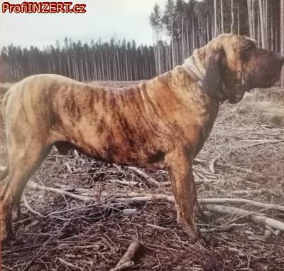 Obrzek k inzertu: Brazilsk fila tata s PP