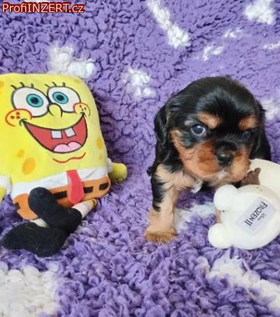 Obrzek k inzertu: Kavalr king charles spaniel ttka s PP