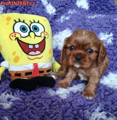 Obrzek k inzertu: Kavalr king charles spaniel ttka s PP