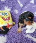 Obrzek k inzertu Kavalr king charles spaniel ttka s PP
