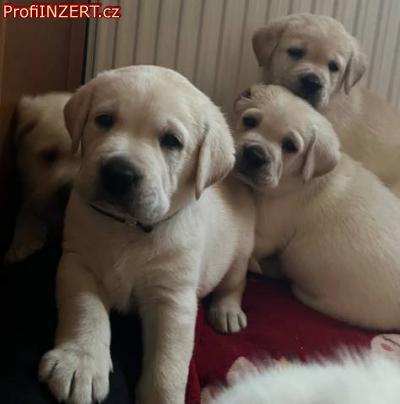 Obrzek k inzertu: Labrador retriver s PP (smetanov)
