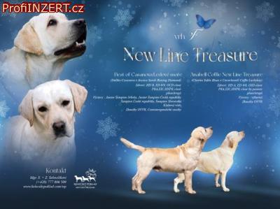 Obrzek k inzertu: Labrador retriver s PP (smetanov)