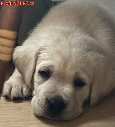 Obrzek k inzertu: Labrador retriver s PP (smetanov)
