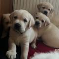 Obrzek k inzertu Labrador retriver s PP (smetanov)
