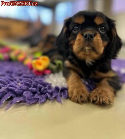 Obrzek k inzertu: Kavalr king charles spaniel ttka s PP