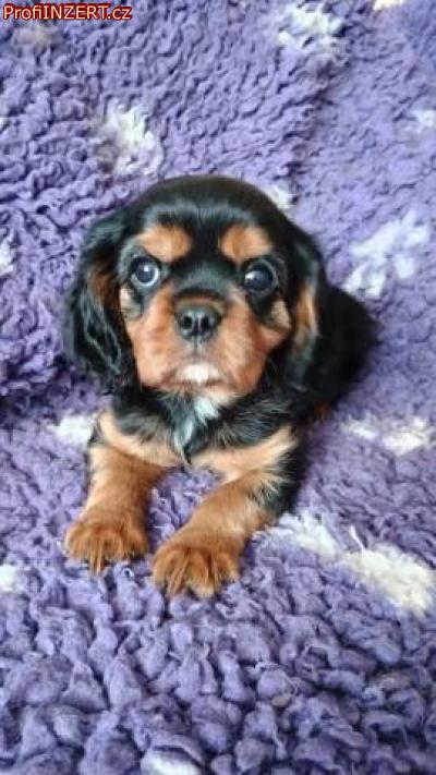 Obrzek k inzertu: Kavalr king charles spaniel ttka s PP