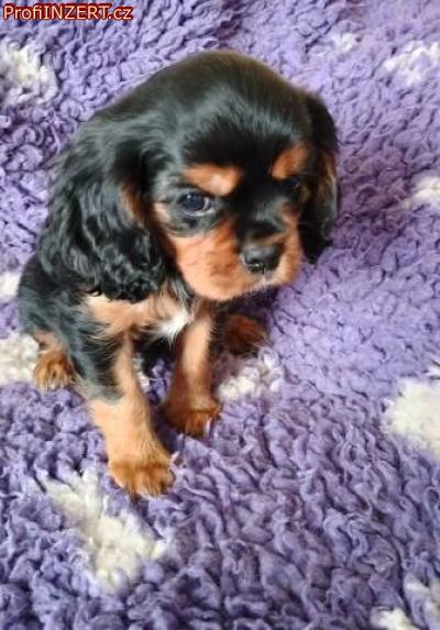 Obrzek k inzertu: Kavalr king charles spaniel ttka s PP