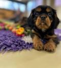 Obrzek k inzertu Kavalr king charles spaniel ttka s PP