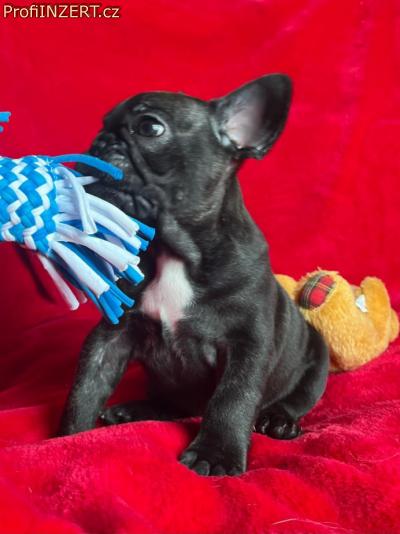 Obrzek k inzertu: Francouzsk buldoek k adopci 