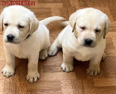Obrzek k inzertu: Labrador retriver s PP (smetanov)
