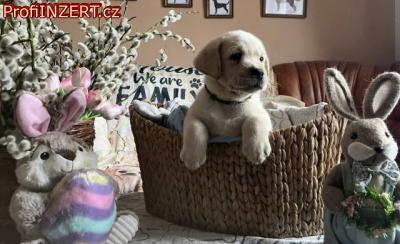 Obrzek k inzertu: Labrador retriver s PP (smetanov)