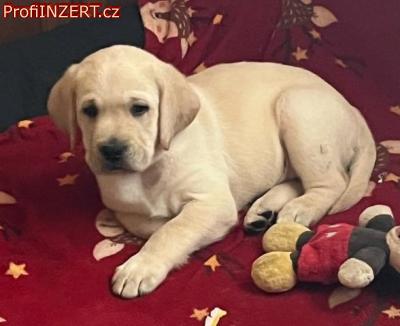 Obrzek k inzertu: Labrador retriver s PP (smetanov)