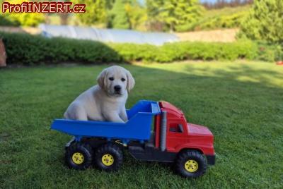 Obrzek k inzertu: Labradorsk retriever - ttka s PP