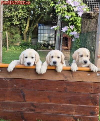 Obrzek k inzertu: Labradorsk retriever - ttka s PP