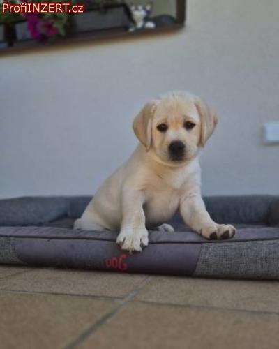 Obrzek k inzertu: Labradorsk retriever - ttka s PP