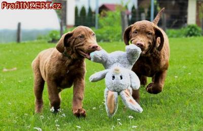 Obrázek k inzerátu: Hnědý retriever(jako hnědý labrador-chesapeake)sPP