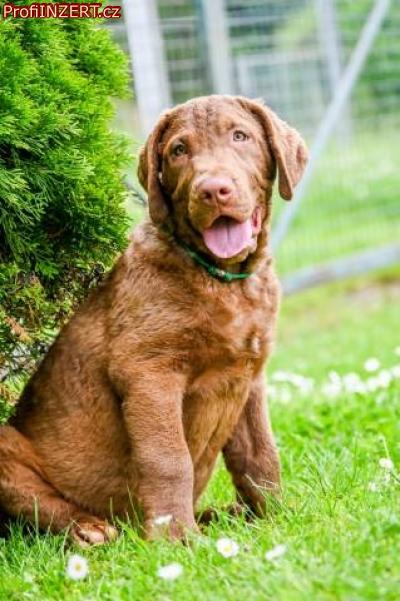 Obrázek k inzerátu: Hnědý retriever(jako hnědý labrador-chesapeake)sPP
