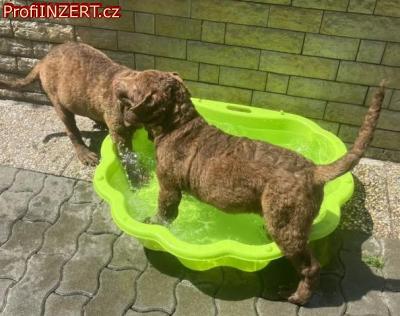 Obrázek k inzerátu: Hnědý retriever(jako hnědý labrador-chesapeake)sPP