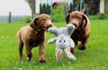 Obrzek k inzertu Hnd retriever(jako hnd labrador-chesapeake)sPP