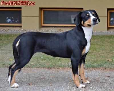 Obrzek k inzertu: Entlebusk salancky pes