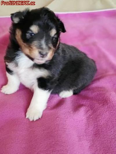 Obrzek k inzertu: eltie - sheltie, pejsci s PP