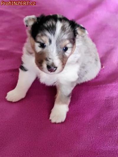 Obrzek k inzertu: eltie - sheltie, pejsci s PP