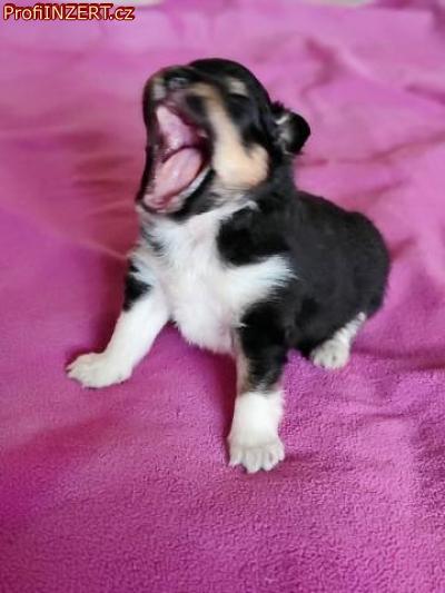 Obrzek k inzertu: eltie - sheltie, pejsci s PP