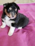 Obrzek k inzertu eltie - sheltie, pejsci s PP