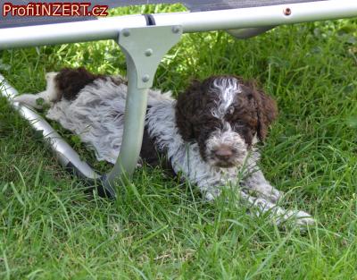 Obrzek k inzertu: Lagotto Romagnolo s PP