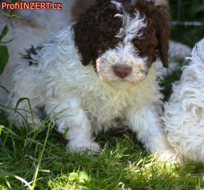 Obrzek k inzertu: Lagotto Romagnolo s PP
