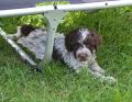 Obrzek k inzertu Lagotto Romagnolo s PP