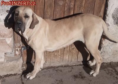 Obrzek k inzertu: Brazilsk fila, tata s PP