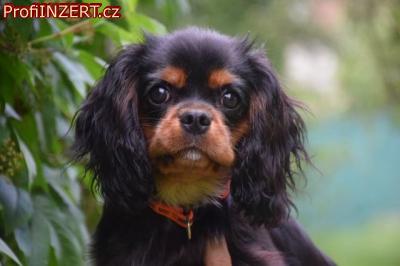 Obrzek k inzertu: Kavalr king charles spaniel s PP tn